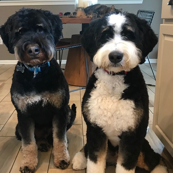 Meet your Posher, Jordan - Picture 2 of 2